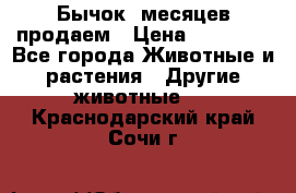 Бычок 6месяцев продаем › Цена ­ 20 000 - Все города Животные и растения » Другие животные   . Краснодарский край,Сочи г.